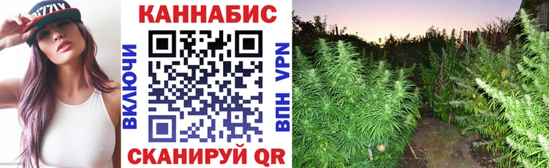 Конопля сатива  Купить где  Сельцо 